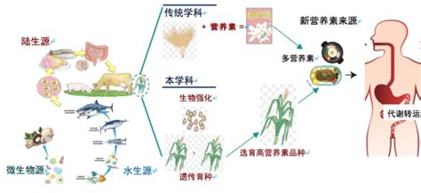 食品营养学的研究内容有哪些