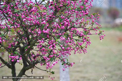 开红花的是什么树?