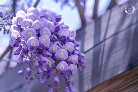 紫藤花的各种资料