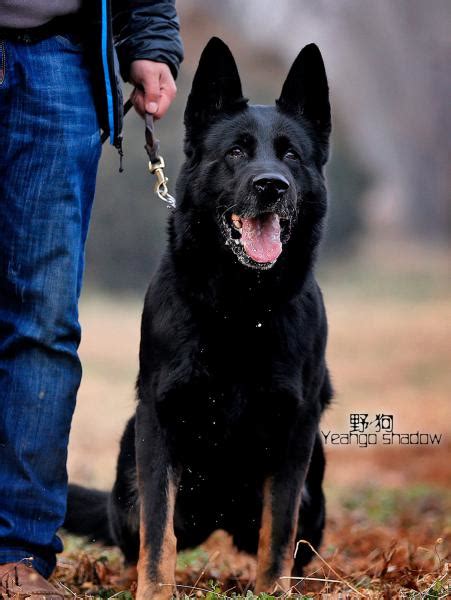什么是霍夫瓦尔特犬,宠物霍夫瓦尔特犬的习性特征与喂养等介绍
