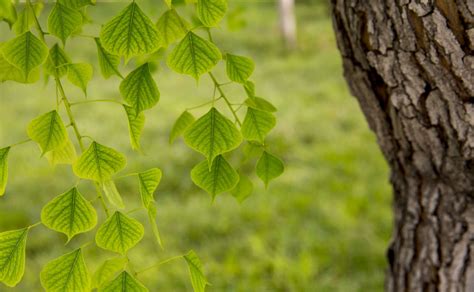 菩提树可以种植在家里