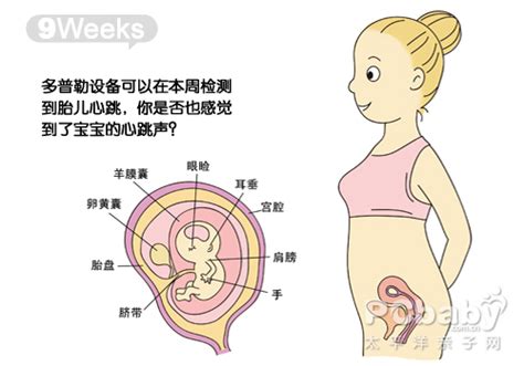 孕妇怀孕几周胚胎着床