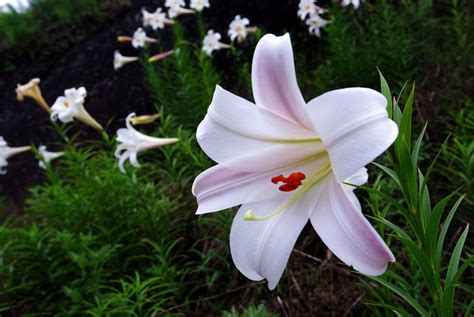 百合花的花语;玫瑰花的花语.是什么?