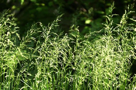 野草生命力文案