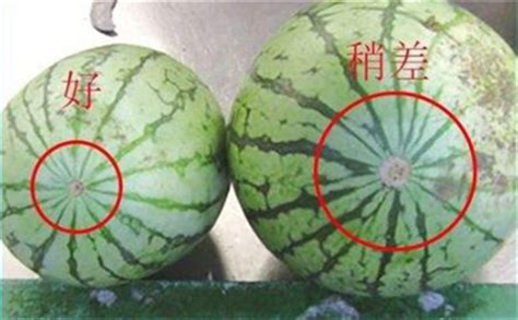 黃金瓜的栽培要點