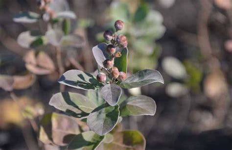 蓼子花的花语是什么