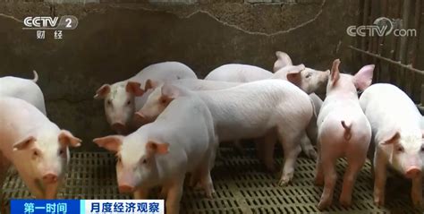 導致豬價下跌原因是什么