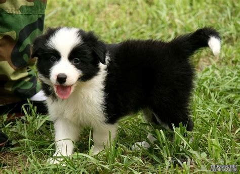 什么是北美洲牧羊犬,宠物北美洲牧羊犬的习性特征与喂养等介绍