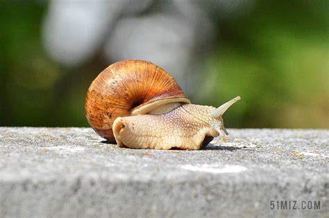 雨后为什么蜗牛爬在水泥墙上