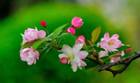 四季海棠的花语是什么?