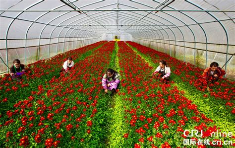 广州芳村花卉批发市场点去?