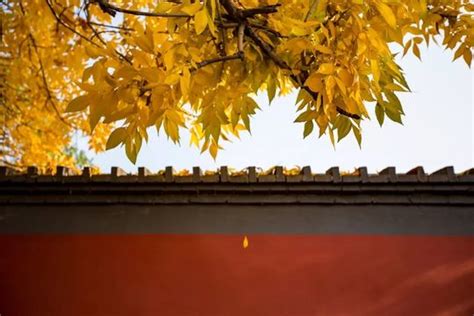 秋意浓，中国的秋天穿越了千年！