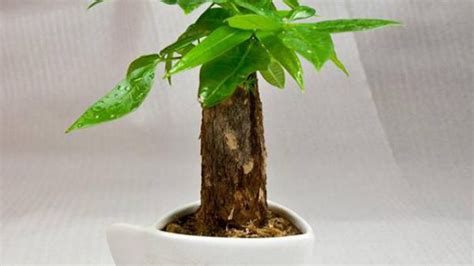 发财树的根茎腐烂和发软如何补救
