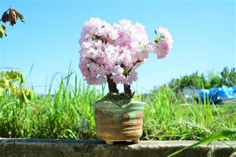 盆栽花怎么養