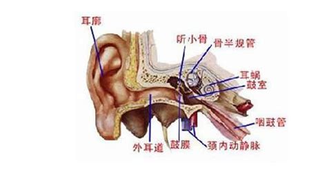 飞机降落时耳朵痛是什么原因