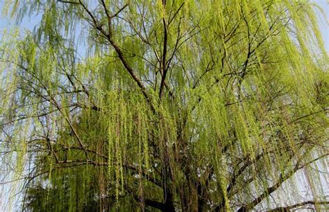 柳树是什么季节的树,到了夏天还有吗