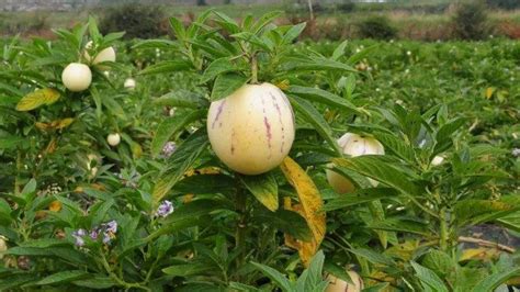 空间植物人参果长什么样