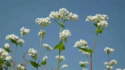 荞麦花什么季节开花 荞麦花的寓意是什么