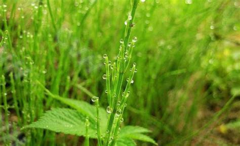 荆草是长什么样子的?