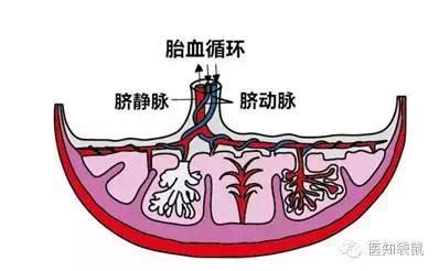 孕28周羊水正常值是多少cm