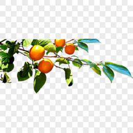 童年的那棵橘子树-童年作文450字【经典6篇】