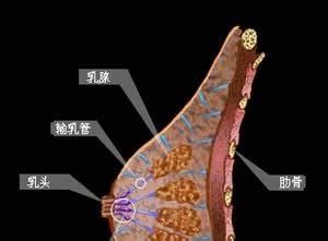 孕十九周后乳房还会继续增大吗