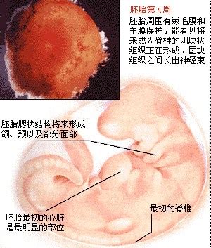 胎儿发育全过程