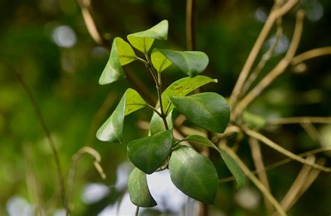 这个长得像单牛角的植物叫什么,根茎藤状,摘下果实,跟藤的接口处会流出淡黄色的浆液,很粘稠.