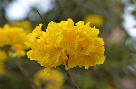 黄花风铃木为什么要叫黄花风铃木