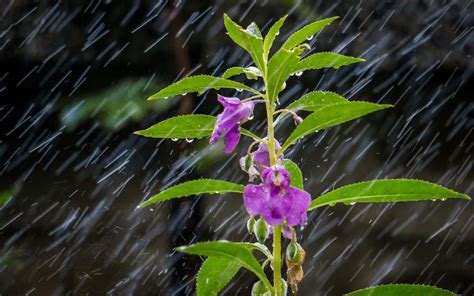 有一种花,名韭莲,又名风雨花,还叫什么