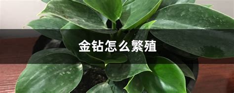 金钻怎样繁殖植物金钻的养殖方法和注意事项