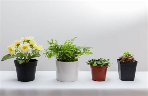 云南干花怎么養?