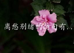 菠萝的句子短句唯美