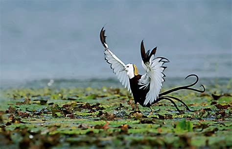 中国寿带鸟--国际旅游摄影网推荐拍摄鸟类