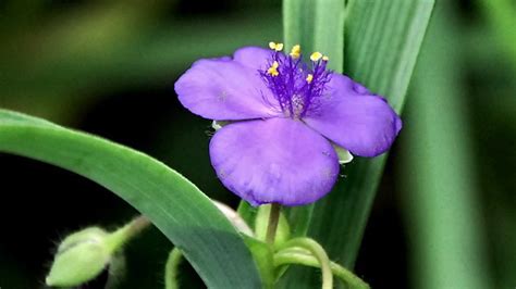 紫露草能用水来养吗
