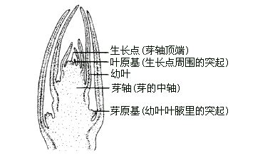 芽的结构是怎样的?