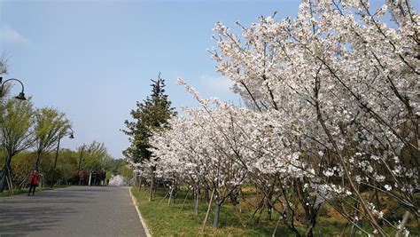 日本樱花介绍