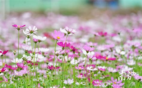 有关格桑花的详细资料