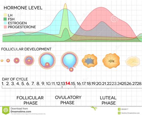 生男生女计算器2020闰月