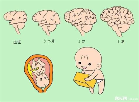 胎儿脑发育不良看什么科