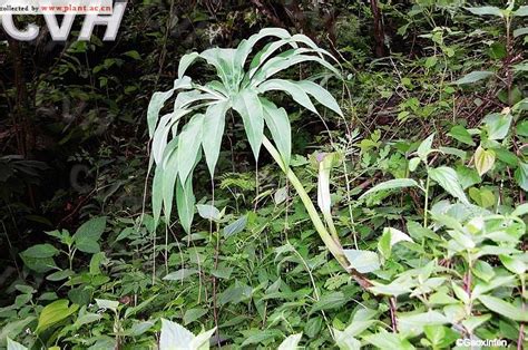 一把伞南星能做观赏植物种在办公室吗,说有毒,不过我觉得蛮好看的