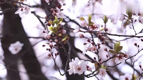 花开正当时雨露自不知是什么意思