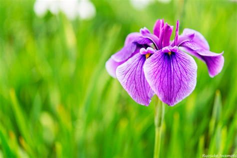 关于花菖蒲的资料