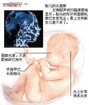 32周胎儿发育标准体重