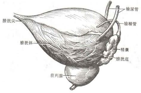 女性膀胱膨出能做凯格尔吗