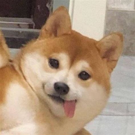 狗狗脖子鼓包图片