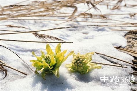 天山雪莲菌怎么养