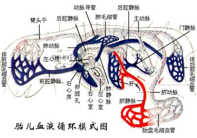 胎儿宫内发育迟缓出生后后果