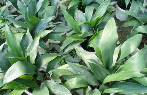 一种常绿植物,形状有点类似于一叶兰、广东万年青,但是叶片纹路不一样,有点像打开的扇子那样的褶皱.