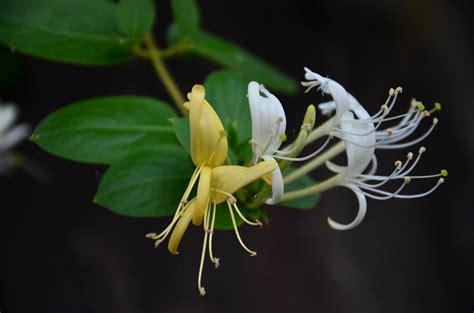 忍冬花的花瓣是什么形状的?